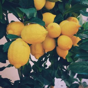 Lemon